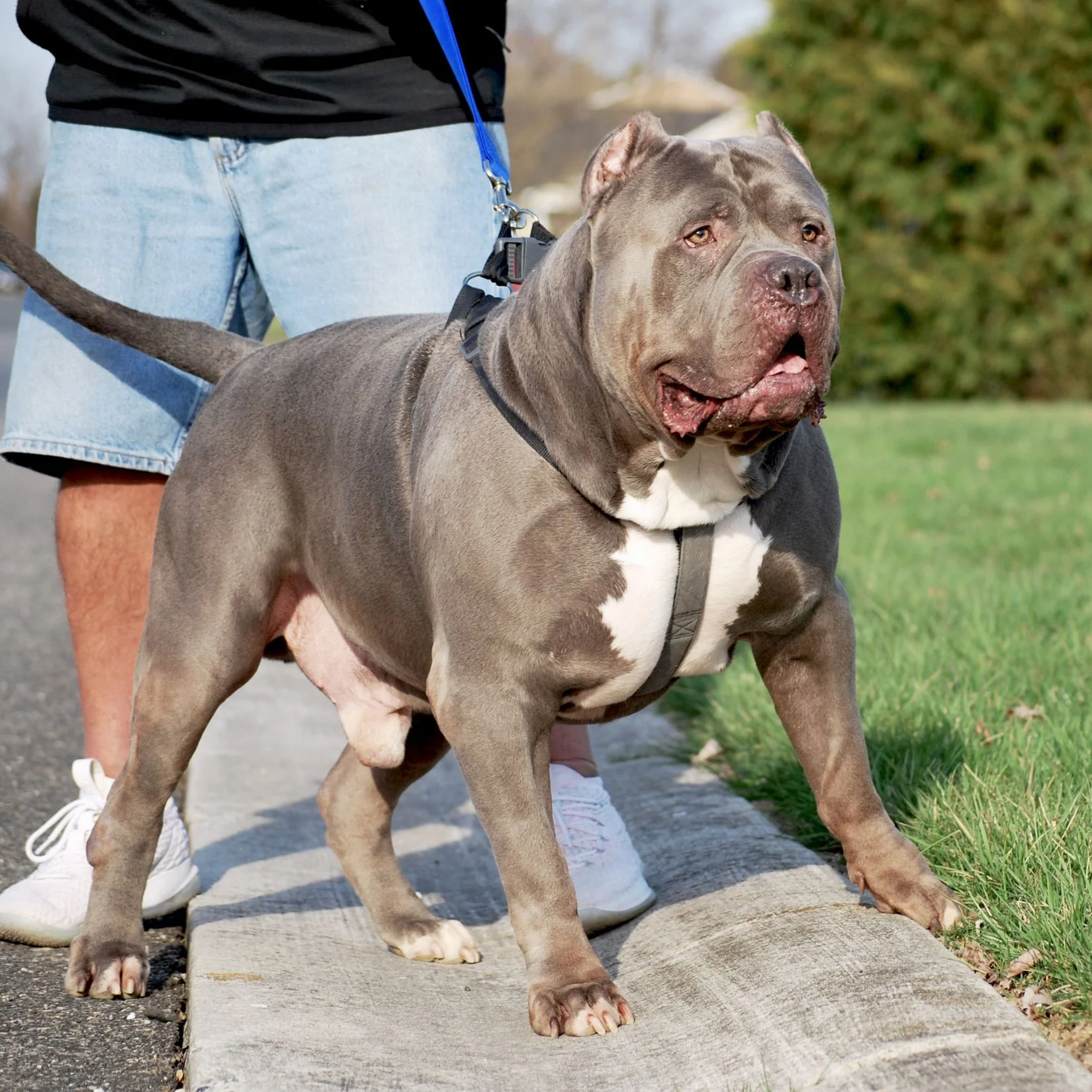 blue nose pitbull dog breeders