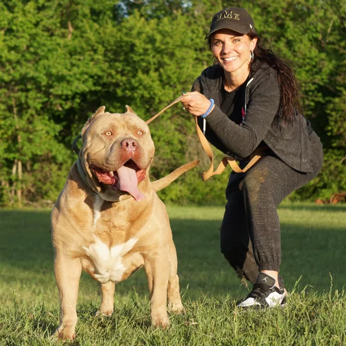 American bully Texas