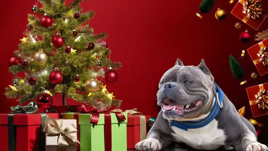 Christmas with American bully