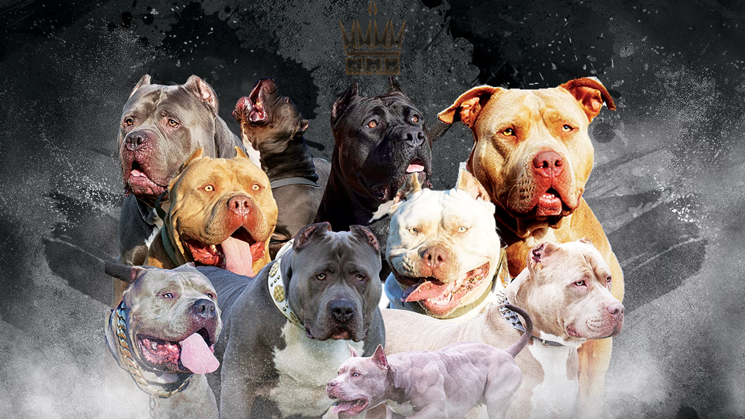 XL Bully Breeders