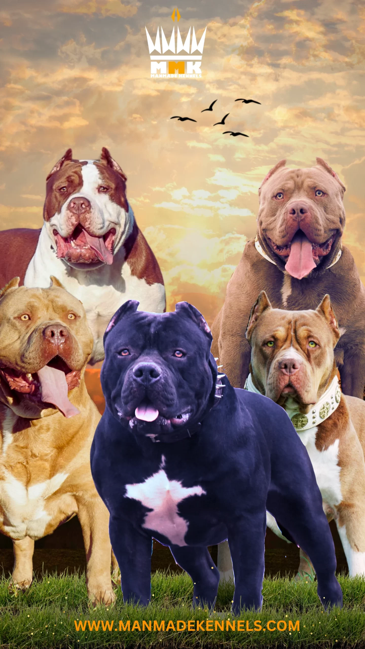 Manmade Kennels Pitbull breeders