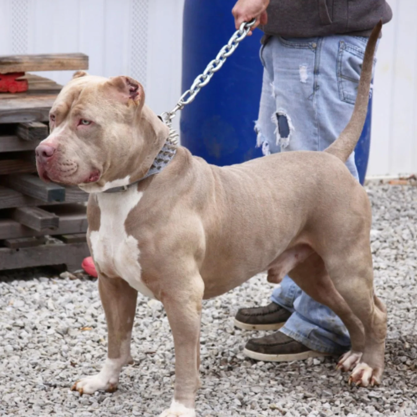 XL bully Alabama