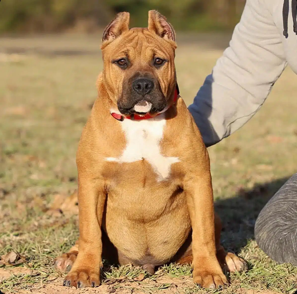 XL pitbull puppy for sale