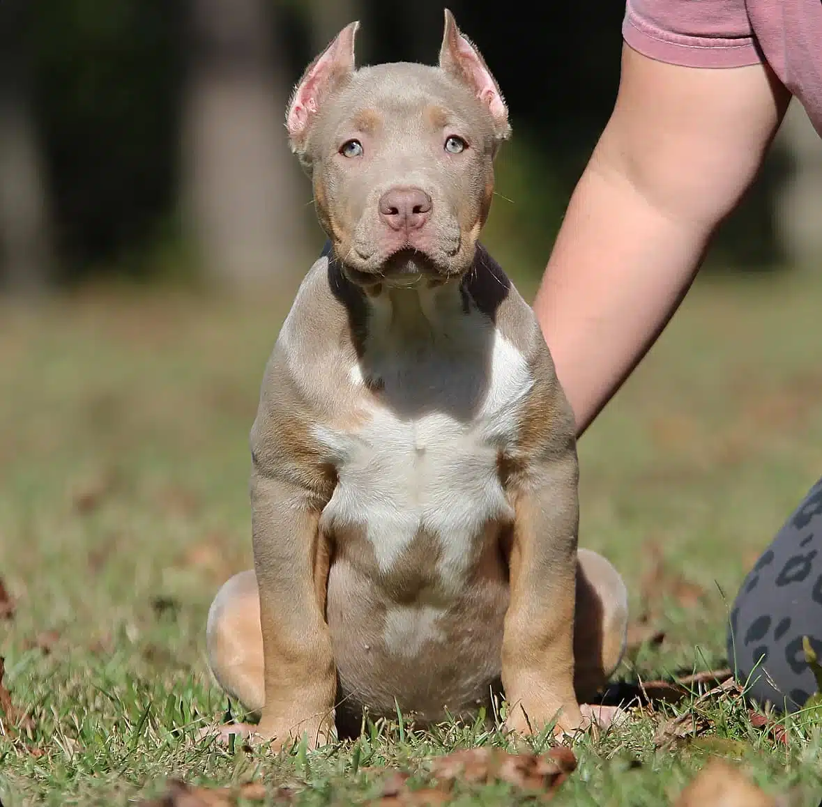 red nose xl pitbull puppy