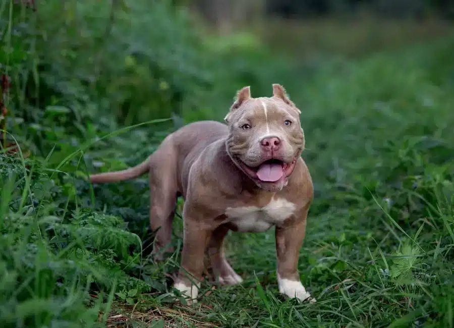 American Bully Buyer's Guide