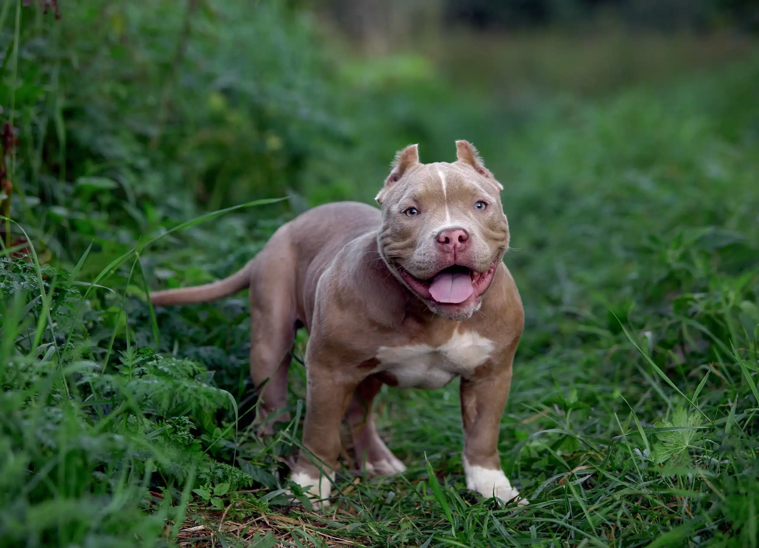 Featured image for “First-Time American Bully Buyer’s Guide: Expert Tips for Choosing Your XL Family Companion”