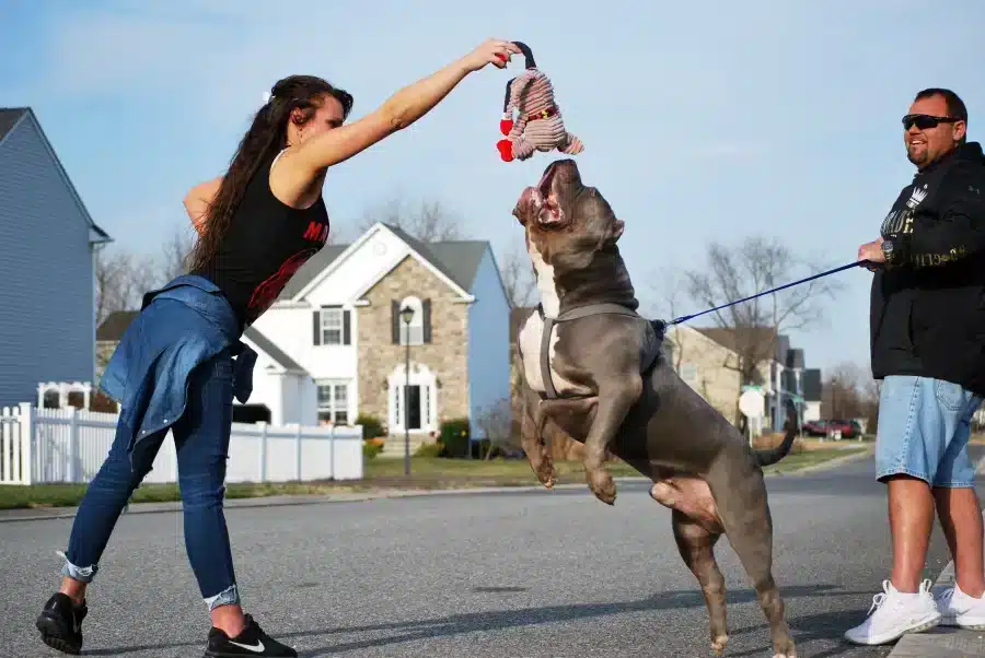 Are pitbull puppies easy to train