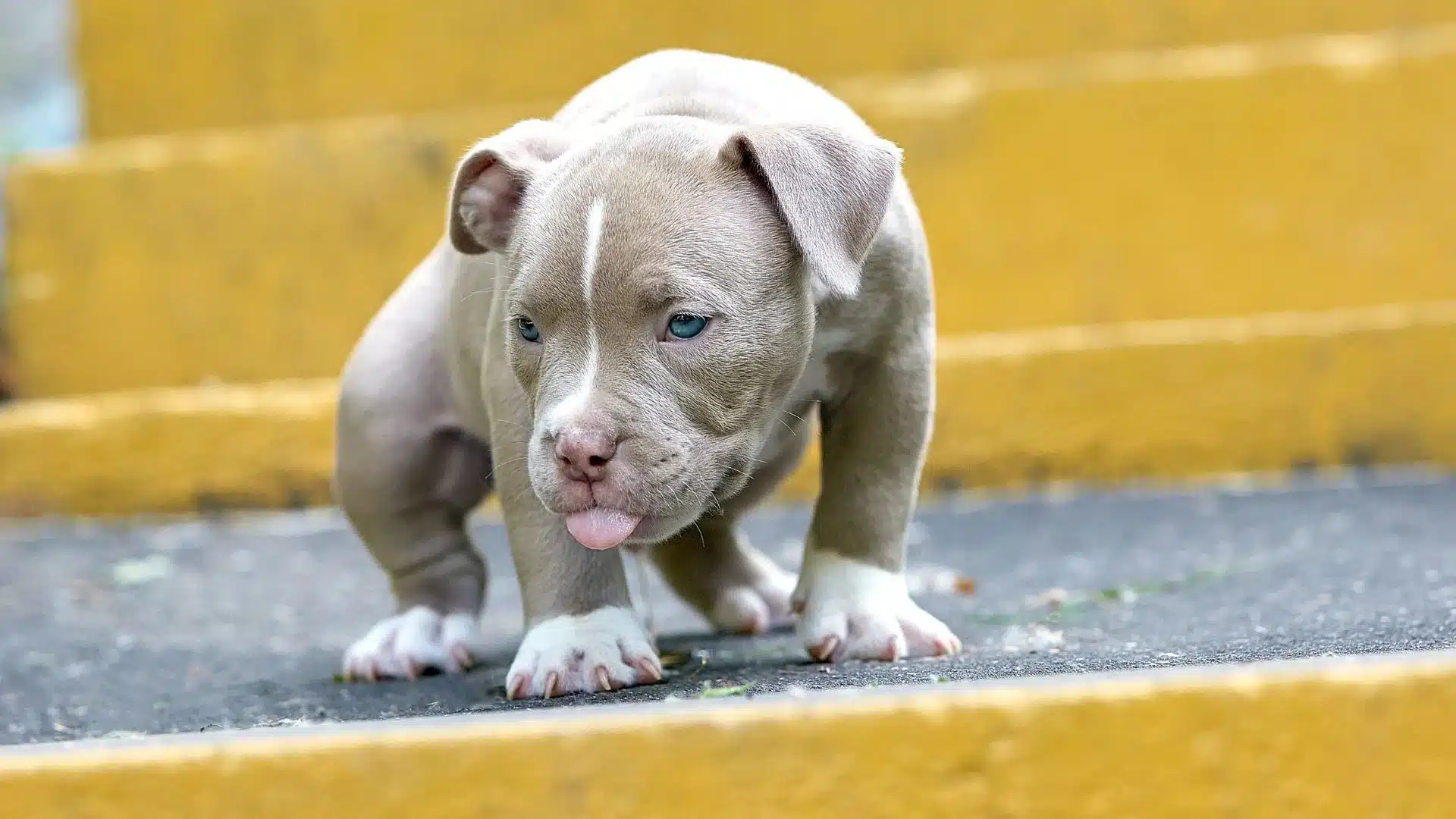 pitbull puppy