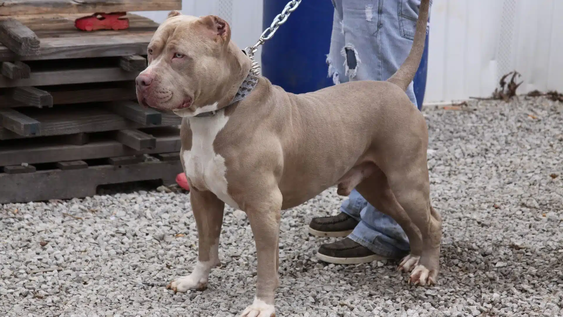 Featured image for “How to Choose the Best Stud Dog for XL Pitbull Breeding: A Complete Guide”