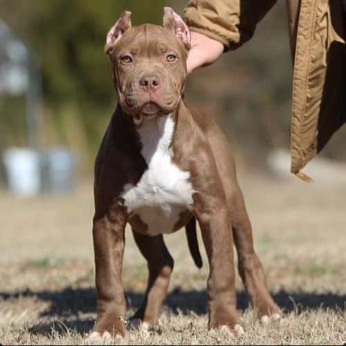 XXL pitbull pupopy for sale